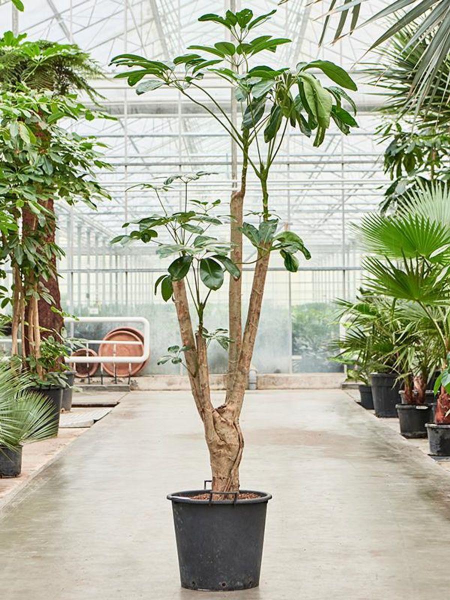Schefflera Actinophylla 'amate' - View 32 from www redcrocus com