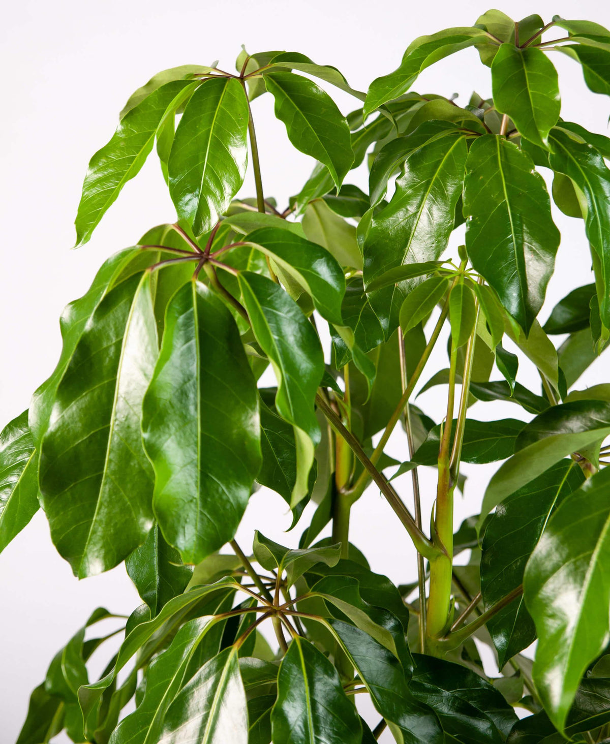 Schefflera Actinophylla 'amate' - View 33 from www redcrocus com