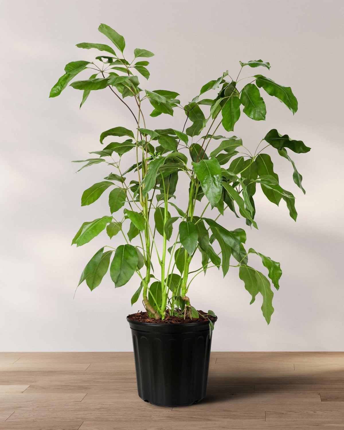 Schefflera Actinophylla 'amate' - View 34 from www redcrocus com