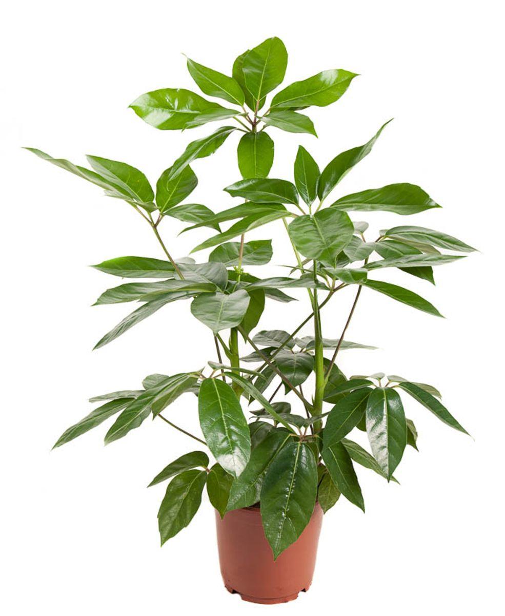 Schefflera Actinophylla 'amate' - View 35 from www redcrocus com