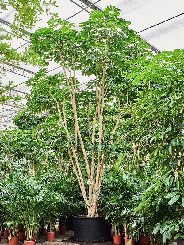 Schefflera Actinophylla 'amate' - View 36 from www redcrocus com