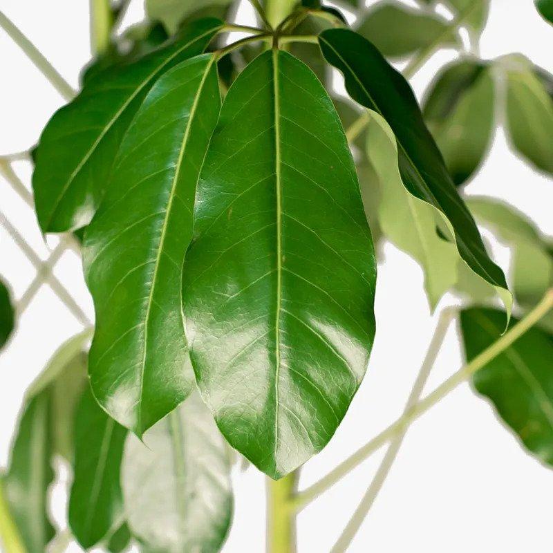 Schefflera Actinophylla 'amate' - View 37 from www redcrocus com