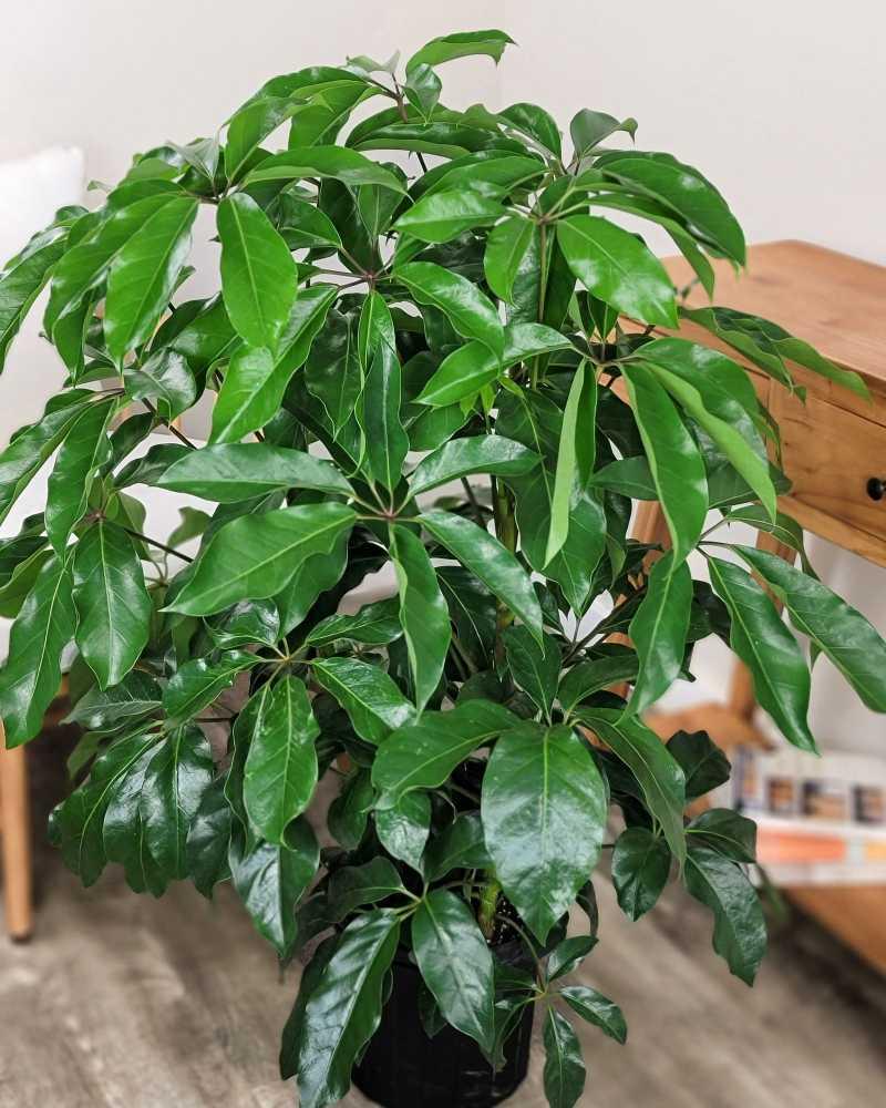 Schefflera Actinophylla 'amate' - View 3 from www redcrocus com