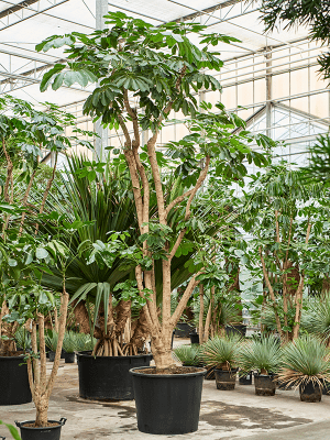 Schefflera Actinophylla 'amate' - View 4 from www redcrocus com