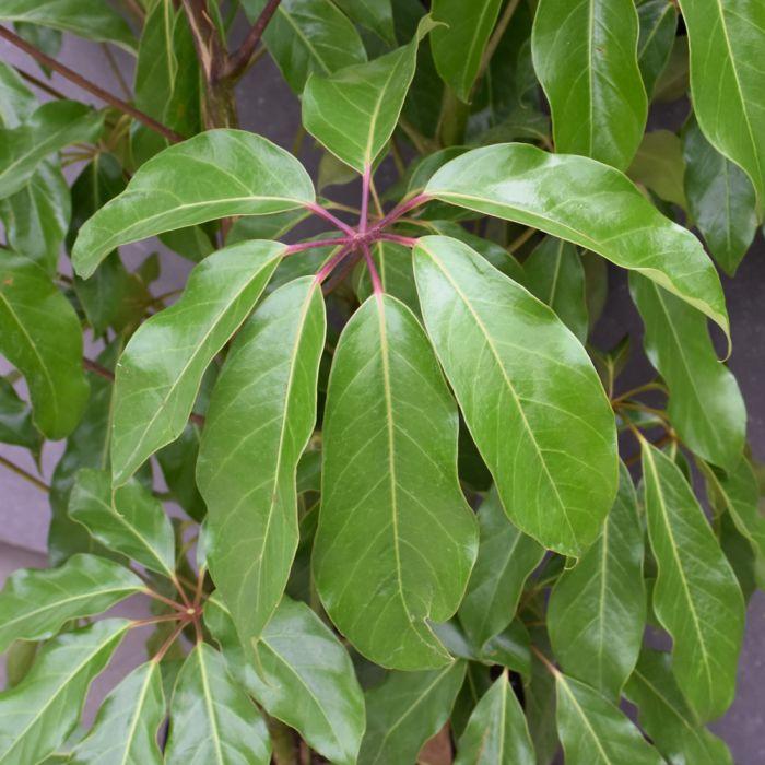 Schefflera Actinophylla 'amate' - View 5 from www redcrocus com