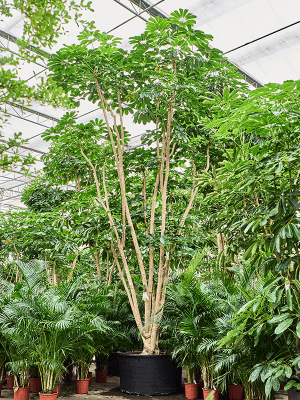Schefflera Actinophylla 'amate' - View 6 from www redcrocus com