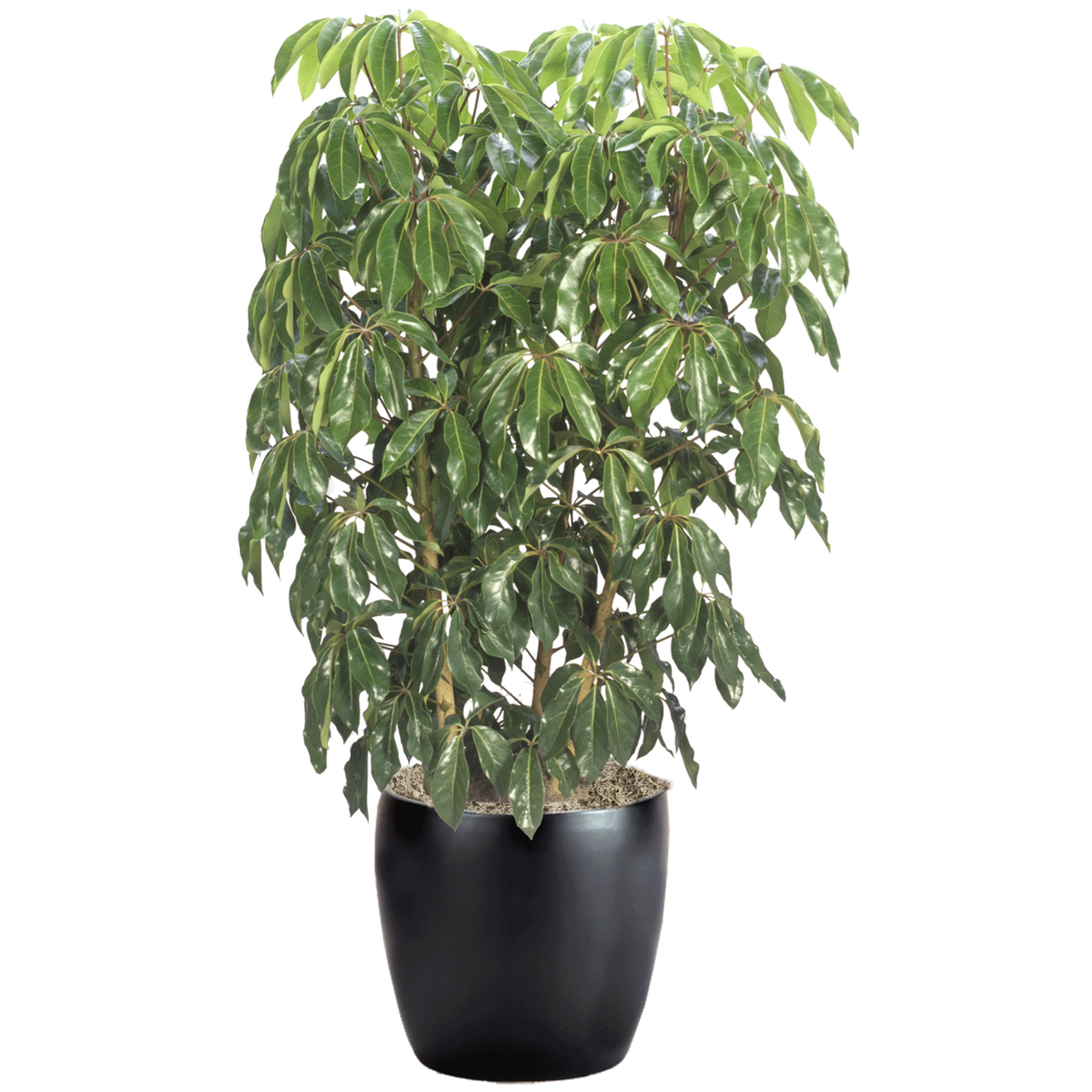 Schefflera Actinophylla 'amate' - View 7 from www redcrocus com