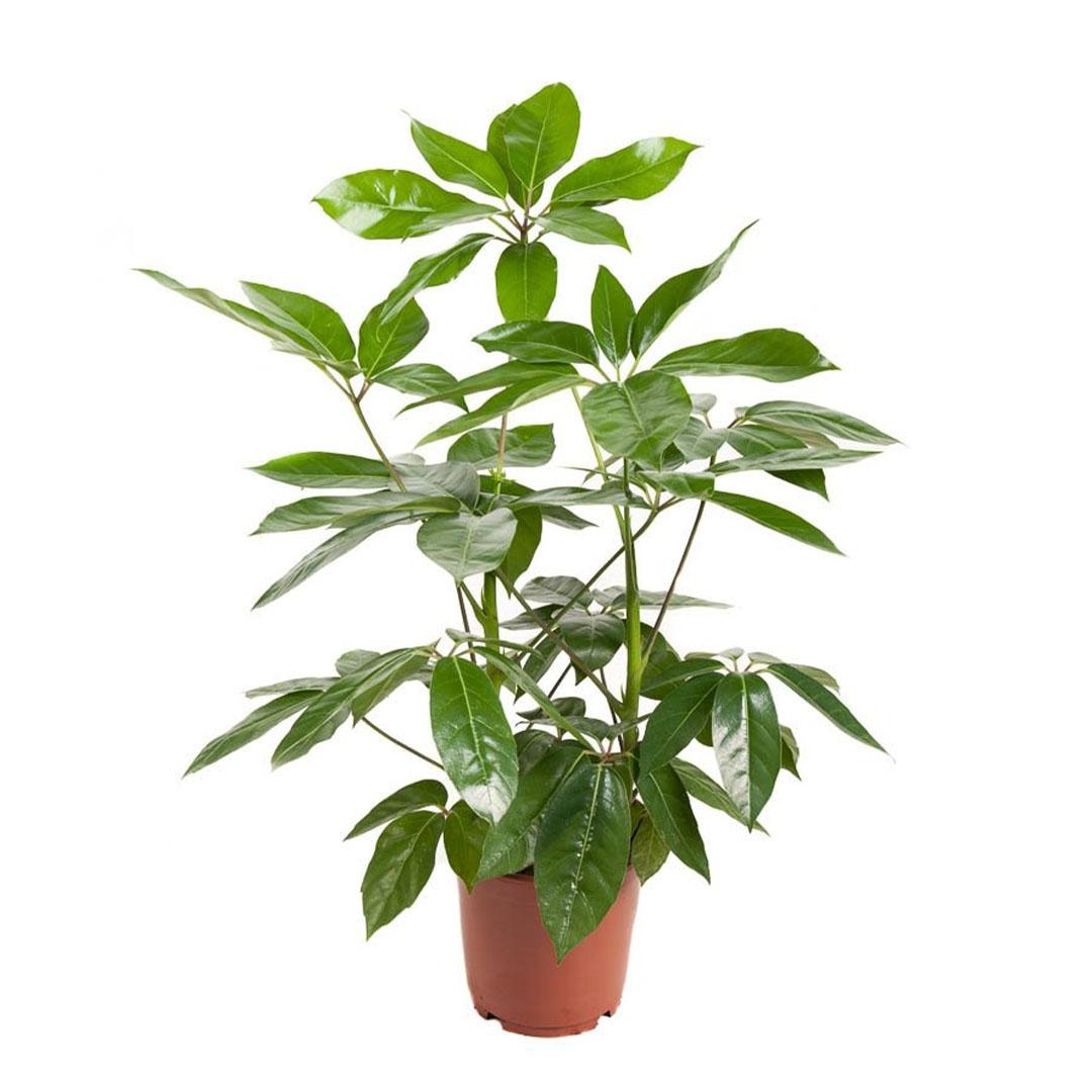 Schefflera Actinophylla 'amate' - View 9 from www redcrocus com