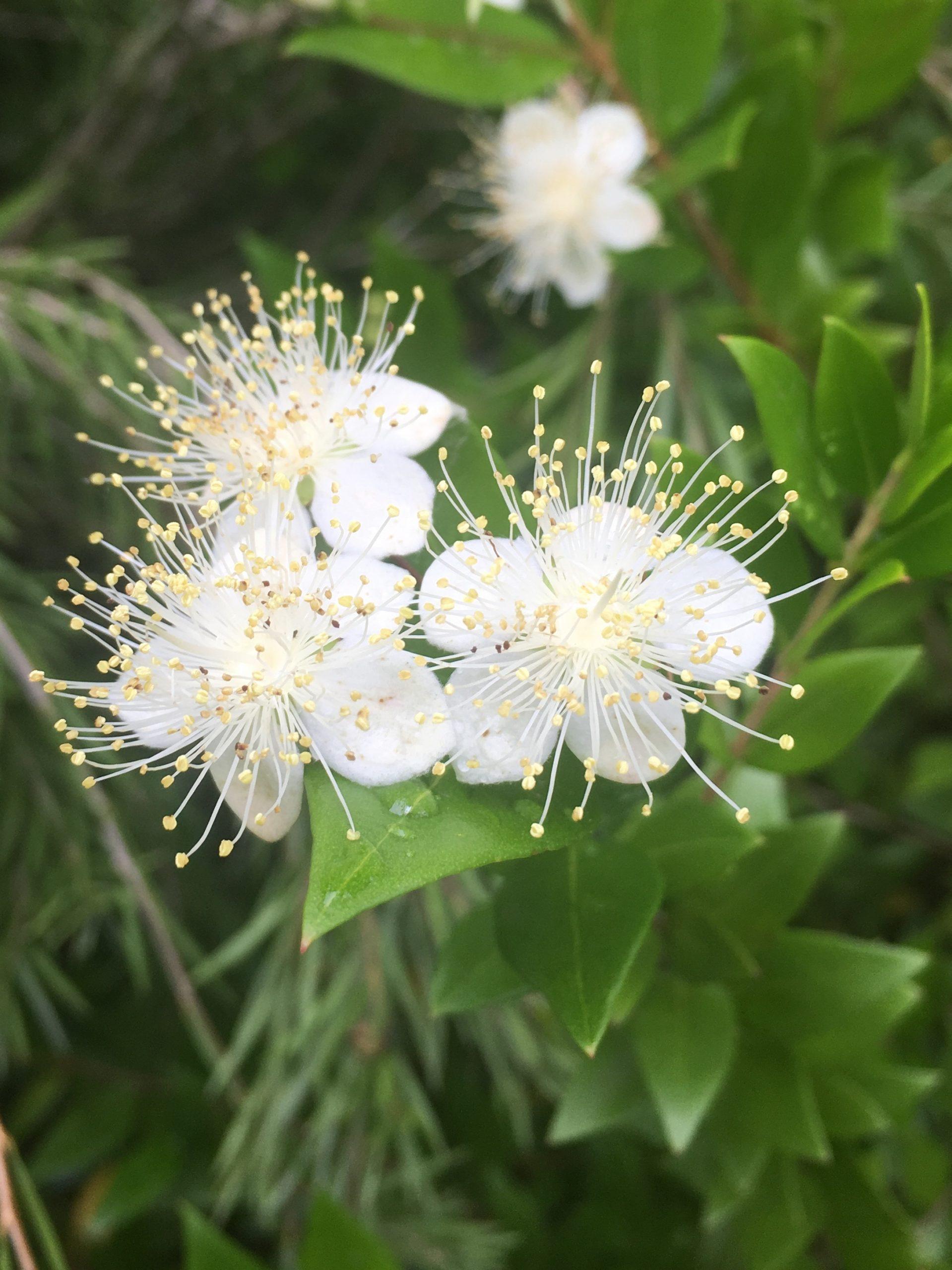 Myrtus Communis Mini Standard - View 11 from www redcrocus com