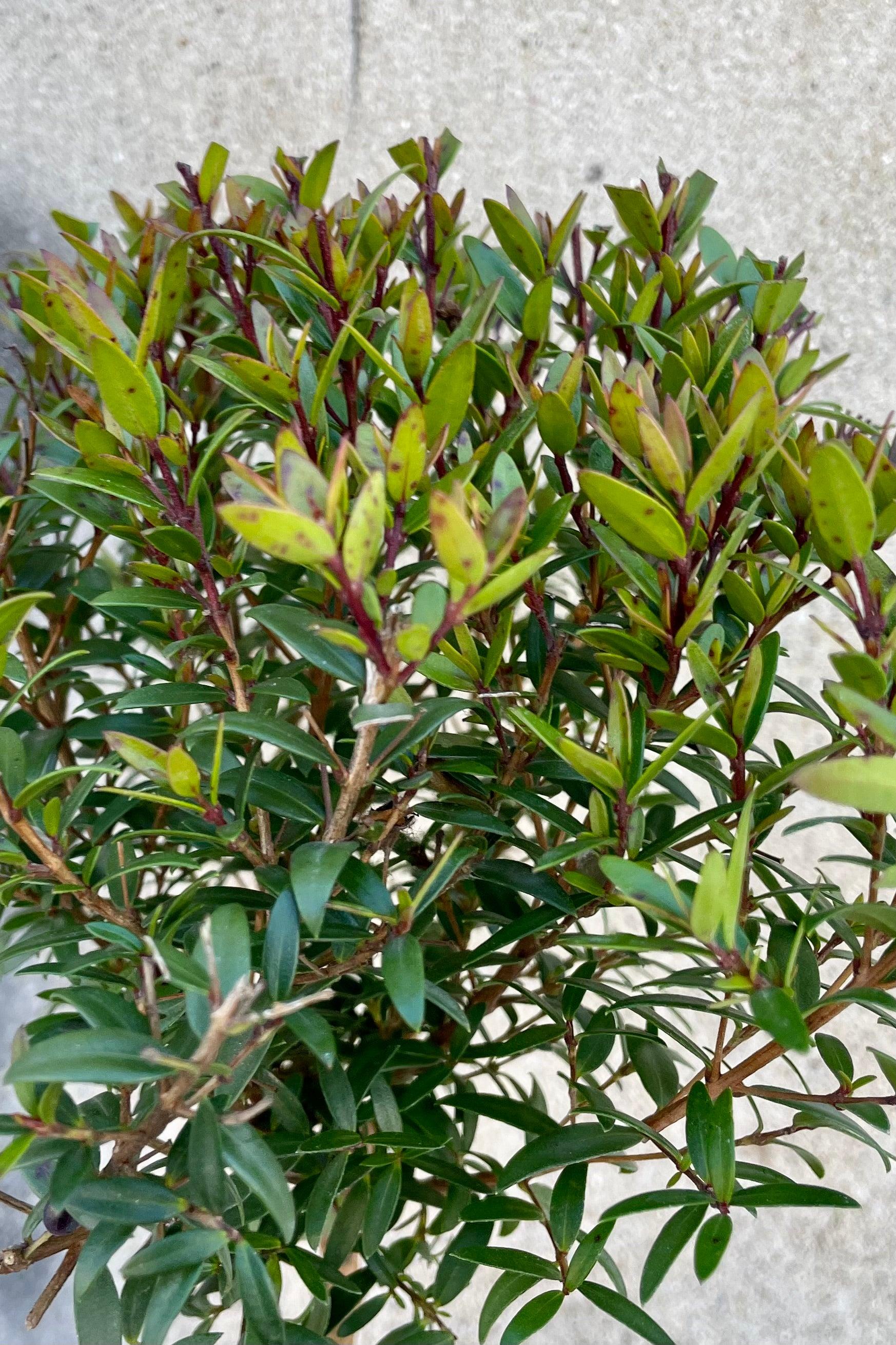Myrtus Communis Mini Standard - View 12 from www redcrocus com