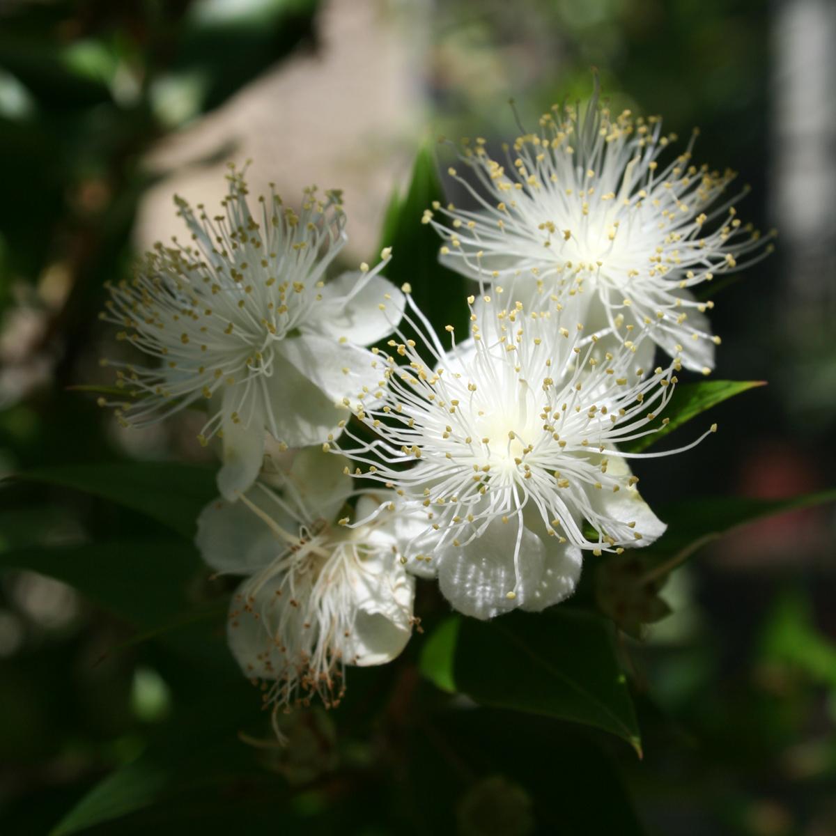 Myrtus Communis Mini Standard - View 13 from www redcrocus com