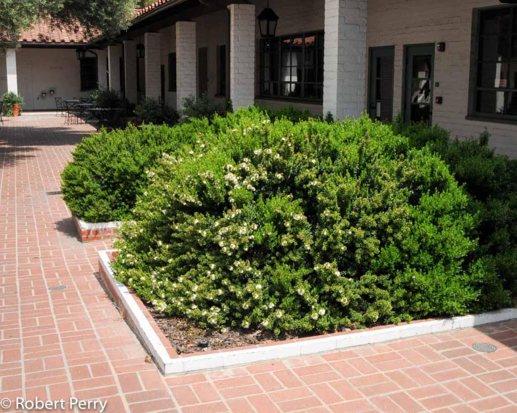 Myrtus Communis Mini Standard - View 14 from www redcrocus com