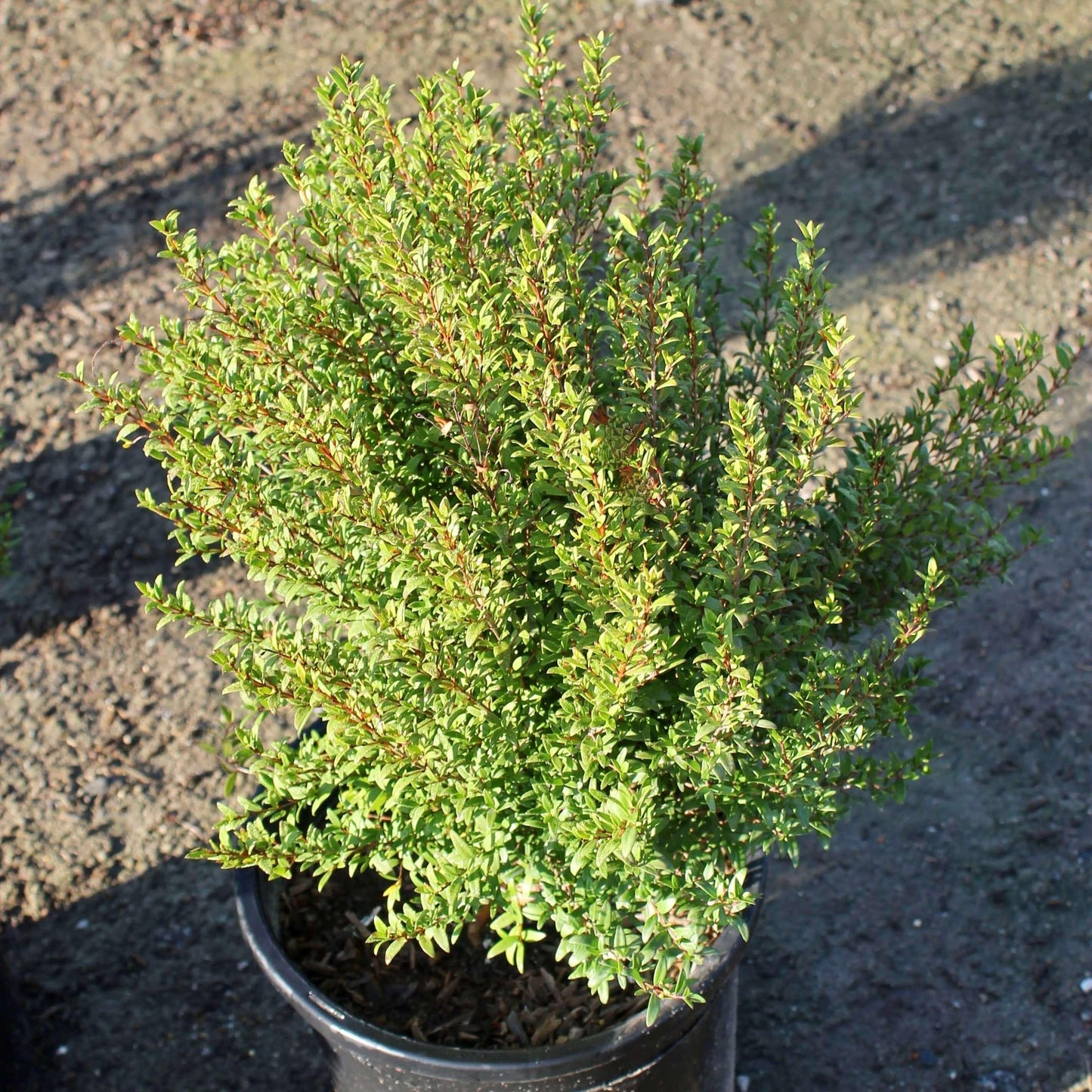 Myrtus Communis Mini Standard - View 17 from www redcrocus com
