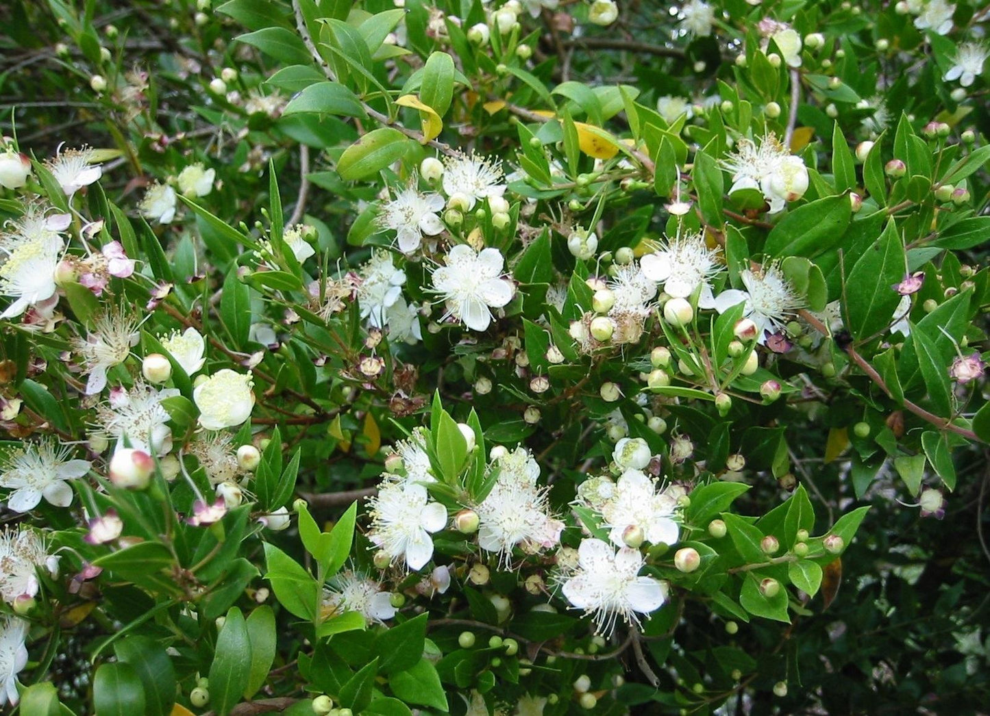 Myrtus Communis Mini Standard - View 18 from www redcrocus com