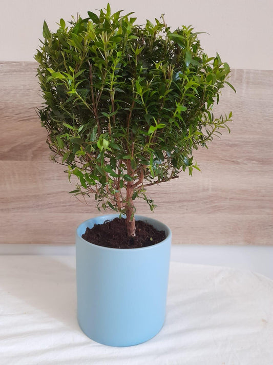 Myrtus Communis Mini Standard - View 1 from www redcrocus com