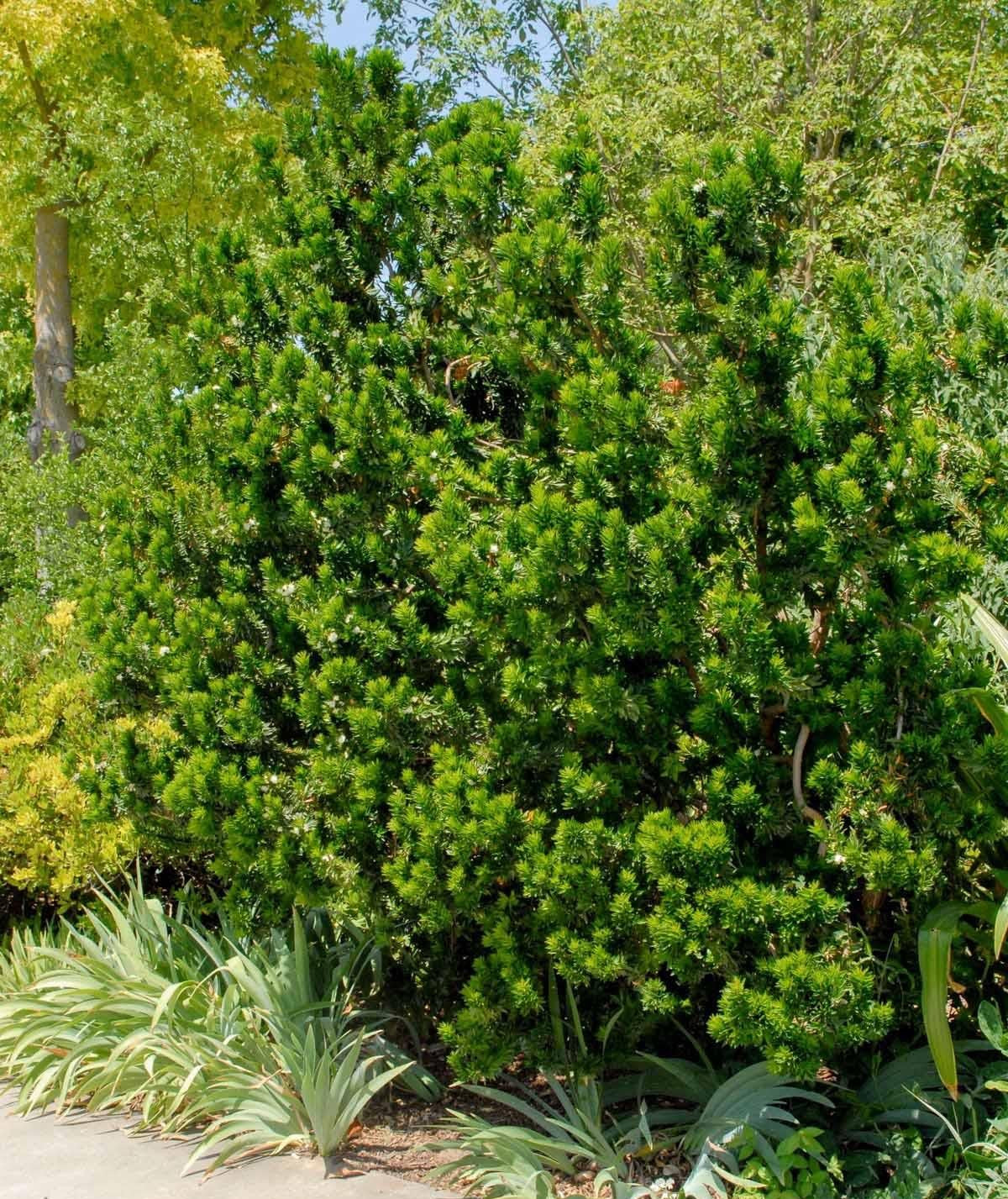 Myrtus Communis Mini Standard - View 5 from www redcrocus com