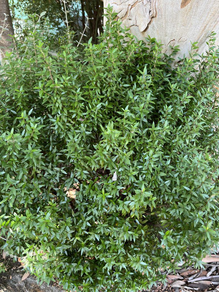 Myrtus Communis Mini Standard - View 7 from www redcrocus com