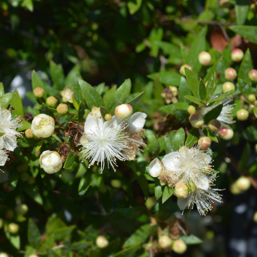 Myrtus Communis Mini Standard - View 8 from www redcrocus com