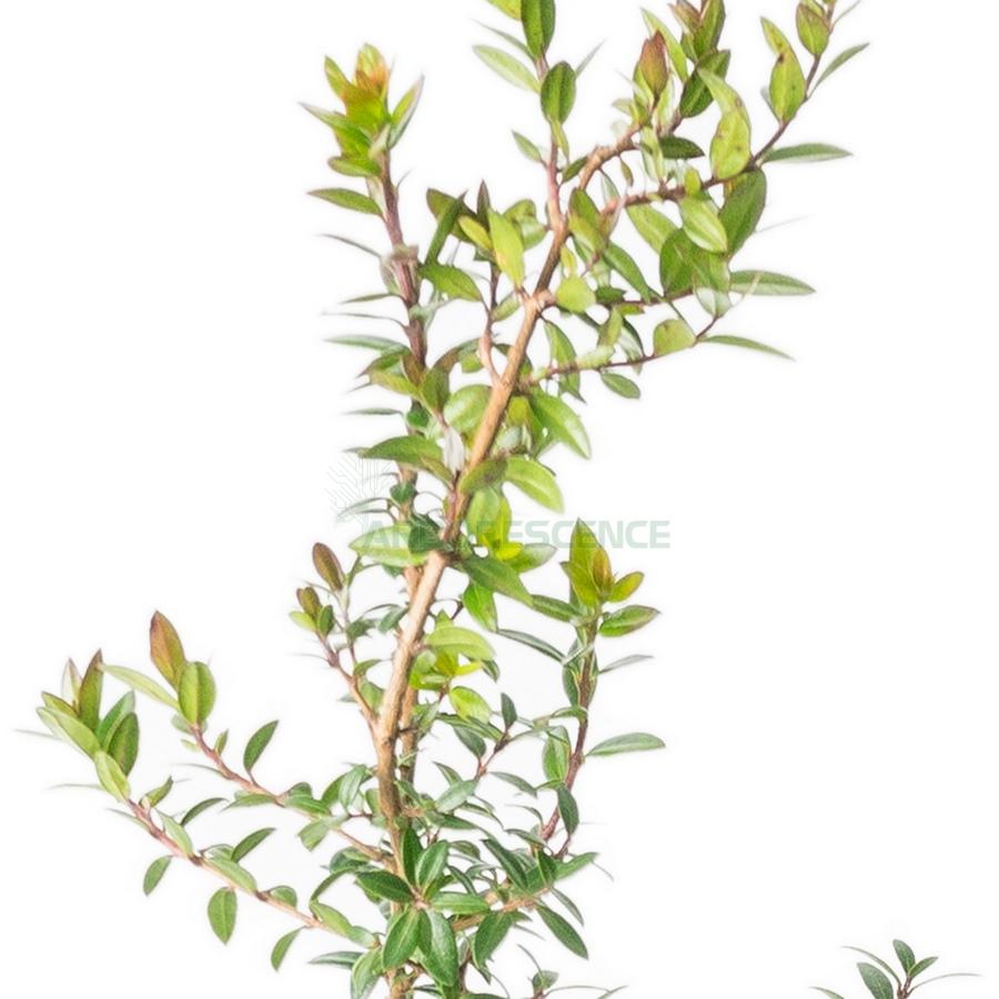 Myrtus Communis Standard - View 10 from www redcrocus com