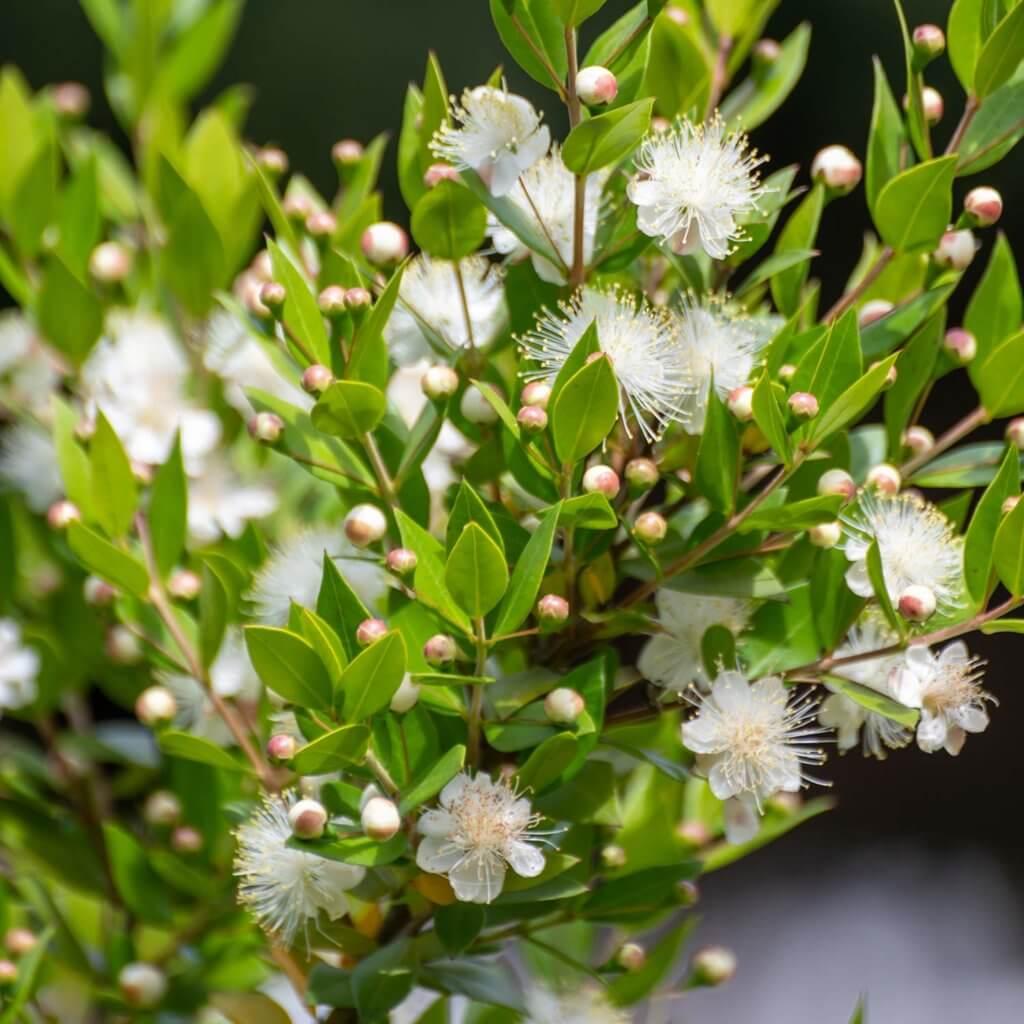 Myrtus Communis Standard - View 11 from www redcrocus com