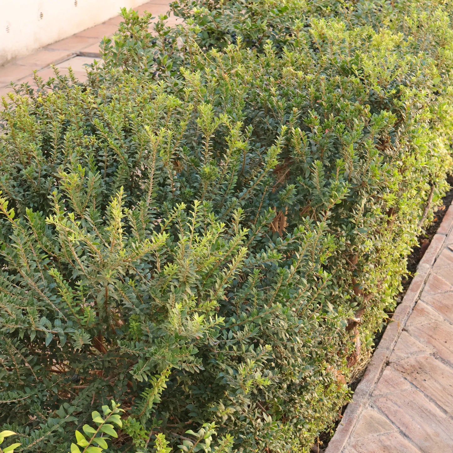Myrtus Communis Standard - View 12 from www redcrocus com