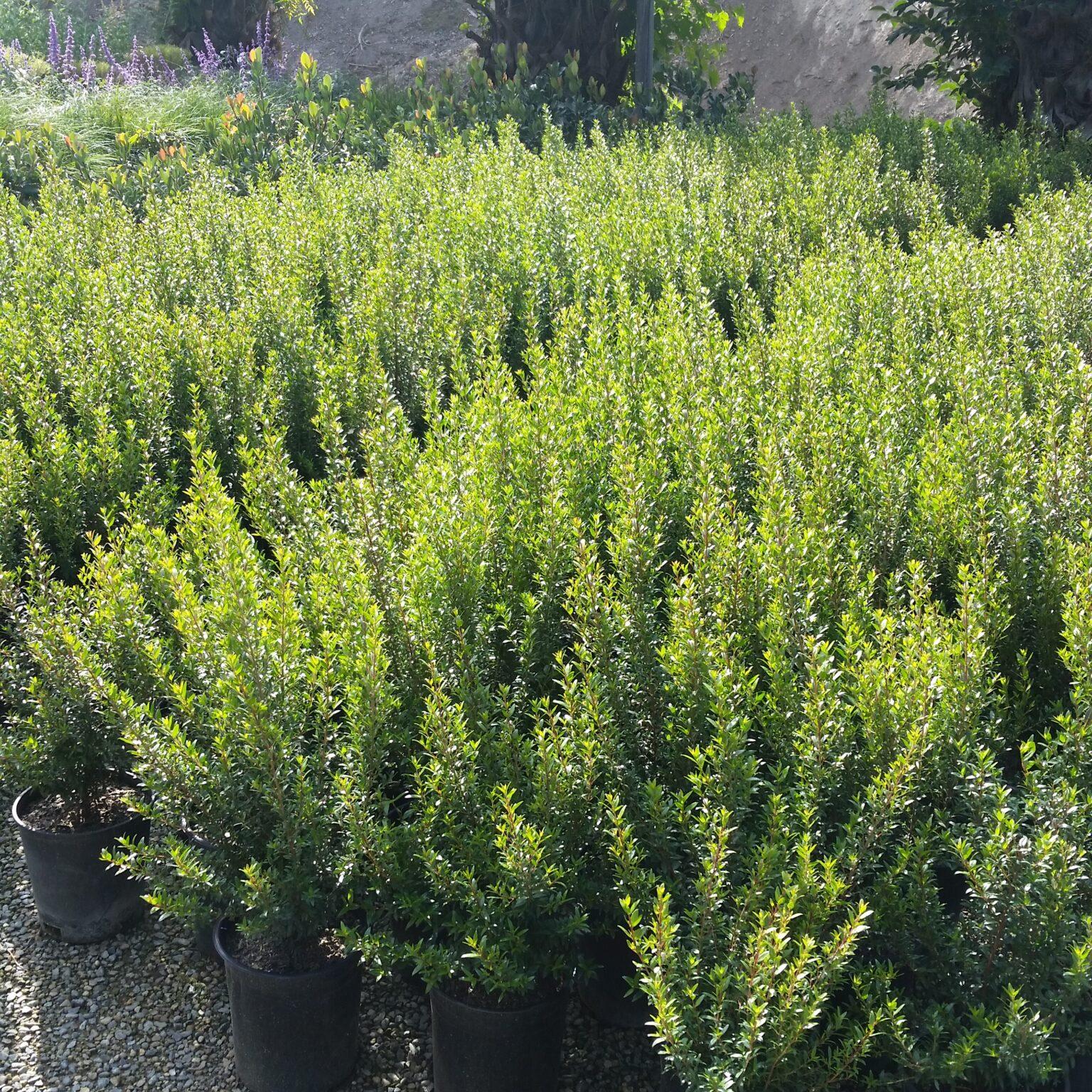 Myrtus Communis Standard - View 12 from www redcrocus com