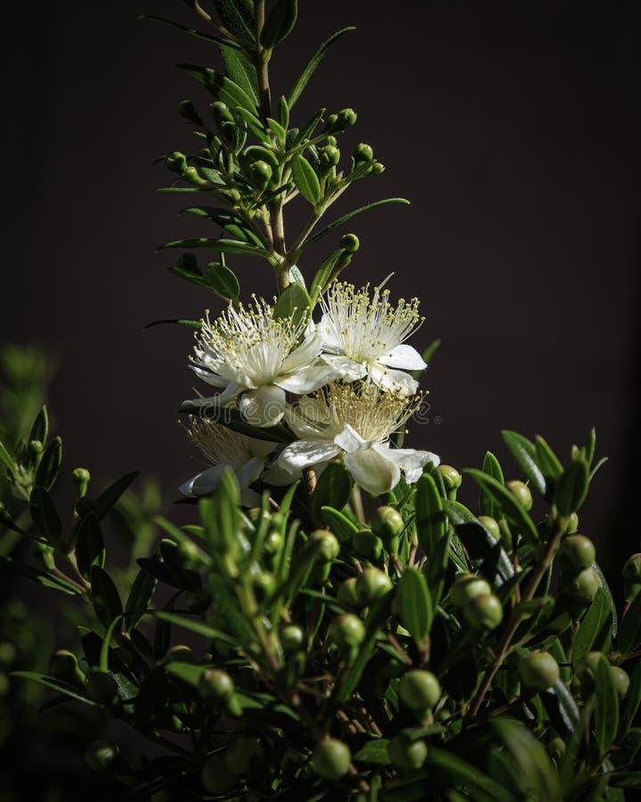 Myrtus Communis Standard - View 14 from www redcrocus com