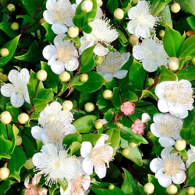 Myrtus Communis Standard - View 15 from www redcrocus com