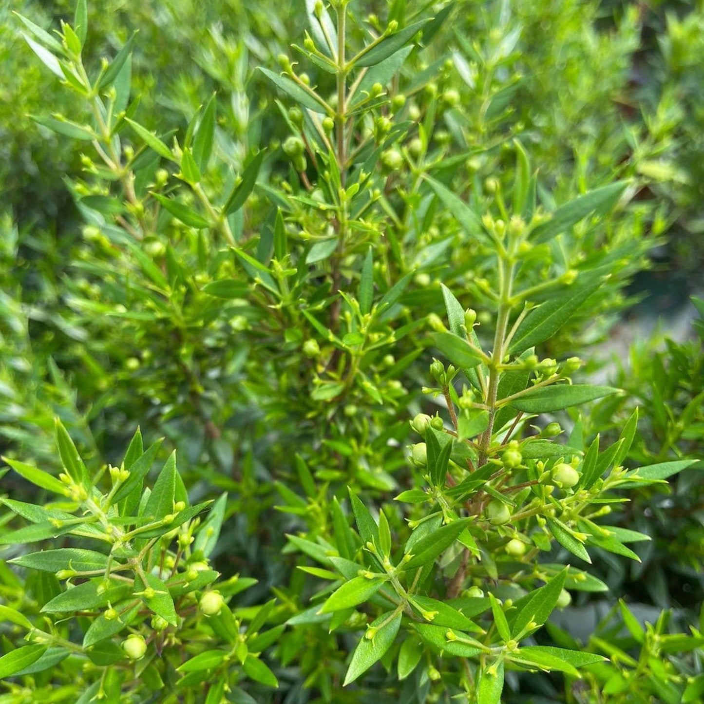 Myrtus Communis Standard - View 16 from www redcrocus com
