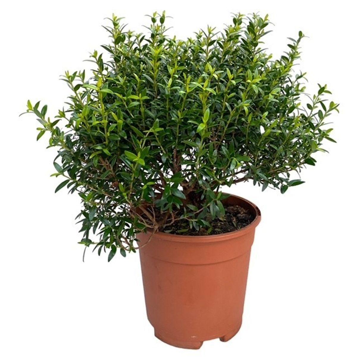 Myrtus Communis Standard - View 17 from www redcrocus com