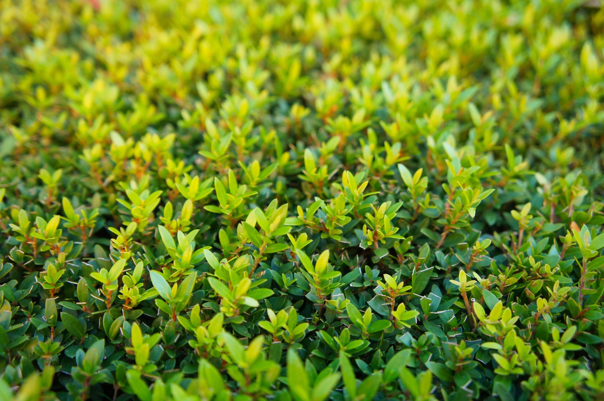 Myrtus Communis Standard - View 19 from www redcrocus com