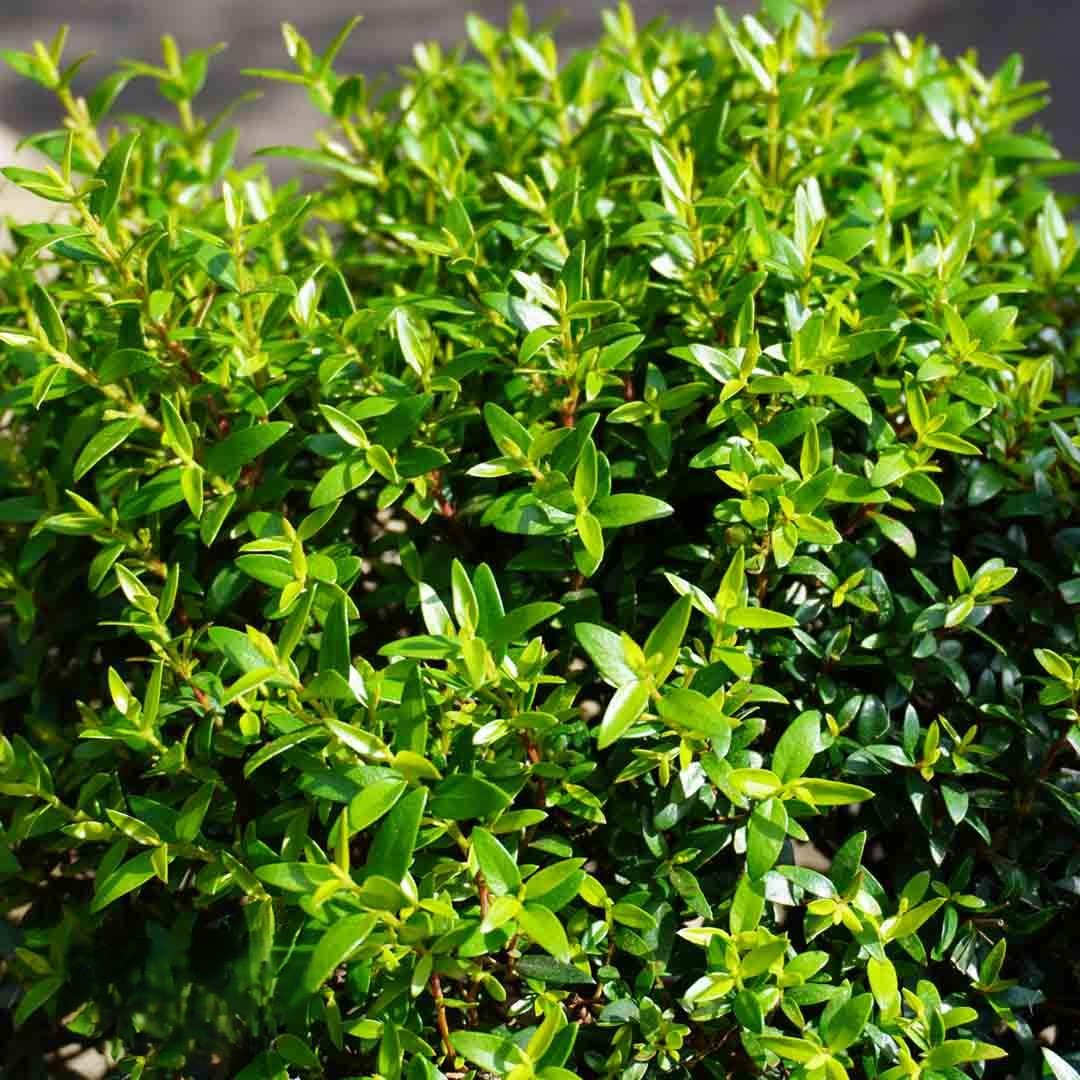 Myrtus Communis Standard - View 1 from www redcrocus com