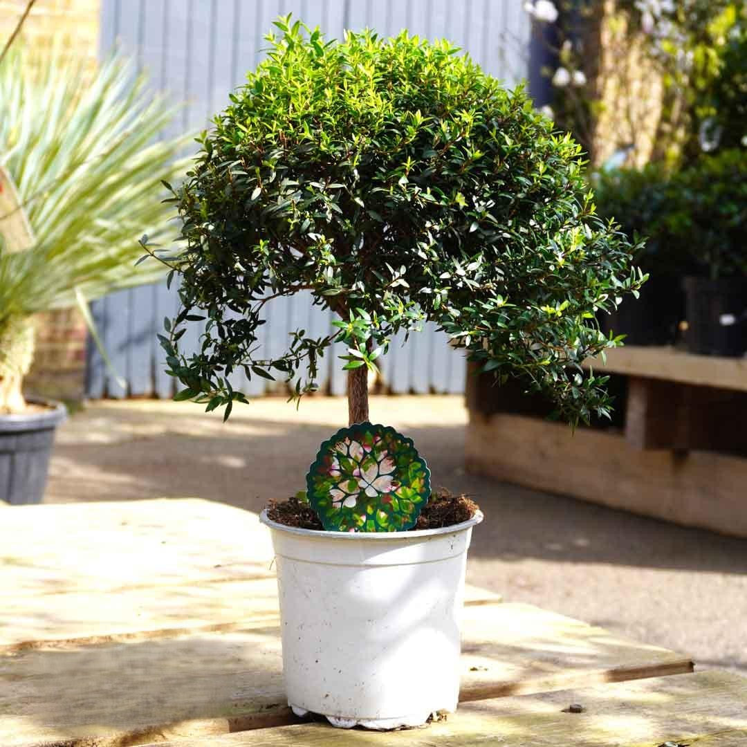 Myrtus Communis Standard - View 2 from www redcrocus com