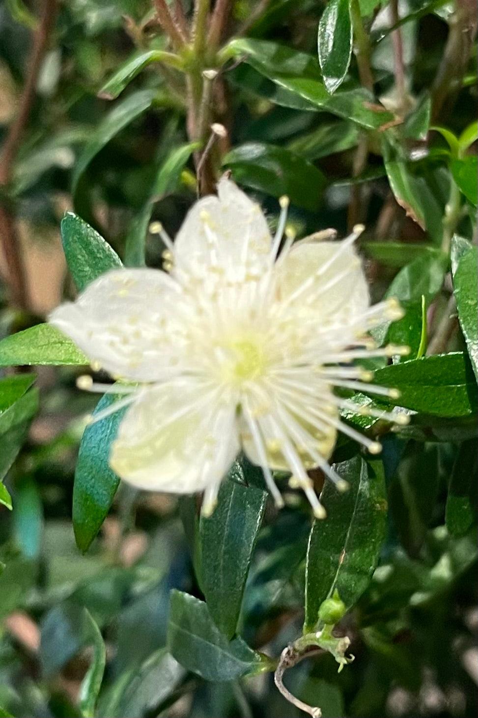Myrtus Communis Standard - View 4 from www redcrocus com