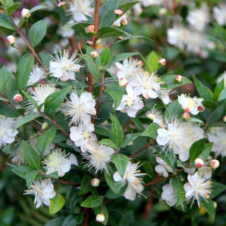 Myrtus Communis Standard - View 6 from www redcrocus com