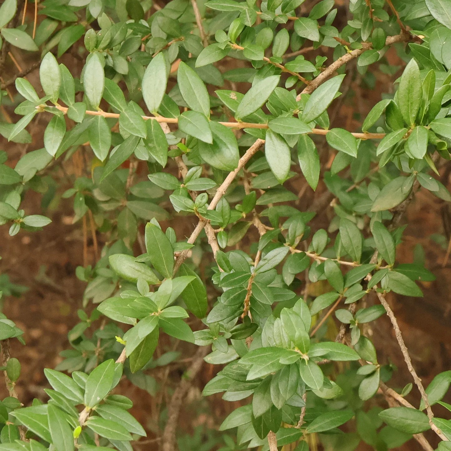 Myrtus Communis Standard - View 6 from www redcrocus com