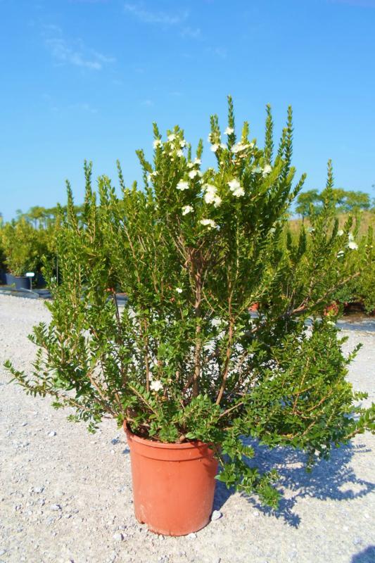Myrtus Communis Standard - View 7 from www redcrocus com