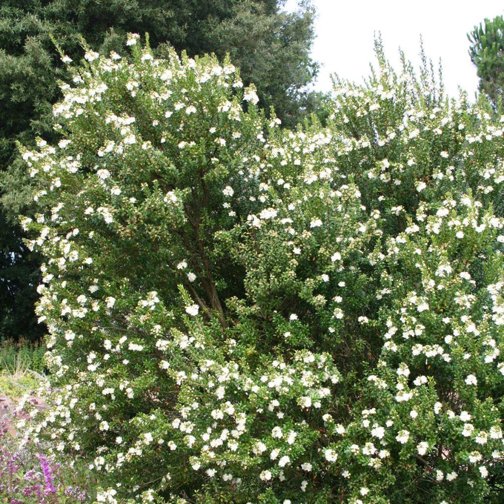 Myrtus Communis Standard - View 8 from www redcrocus com