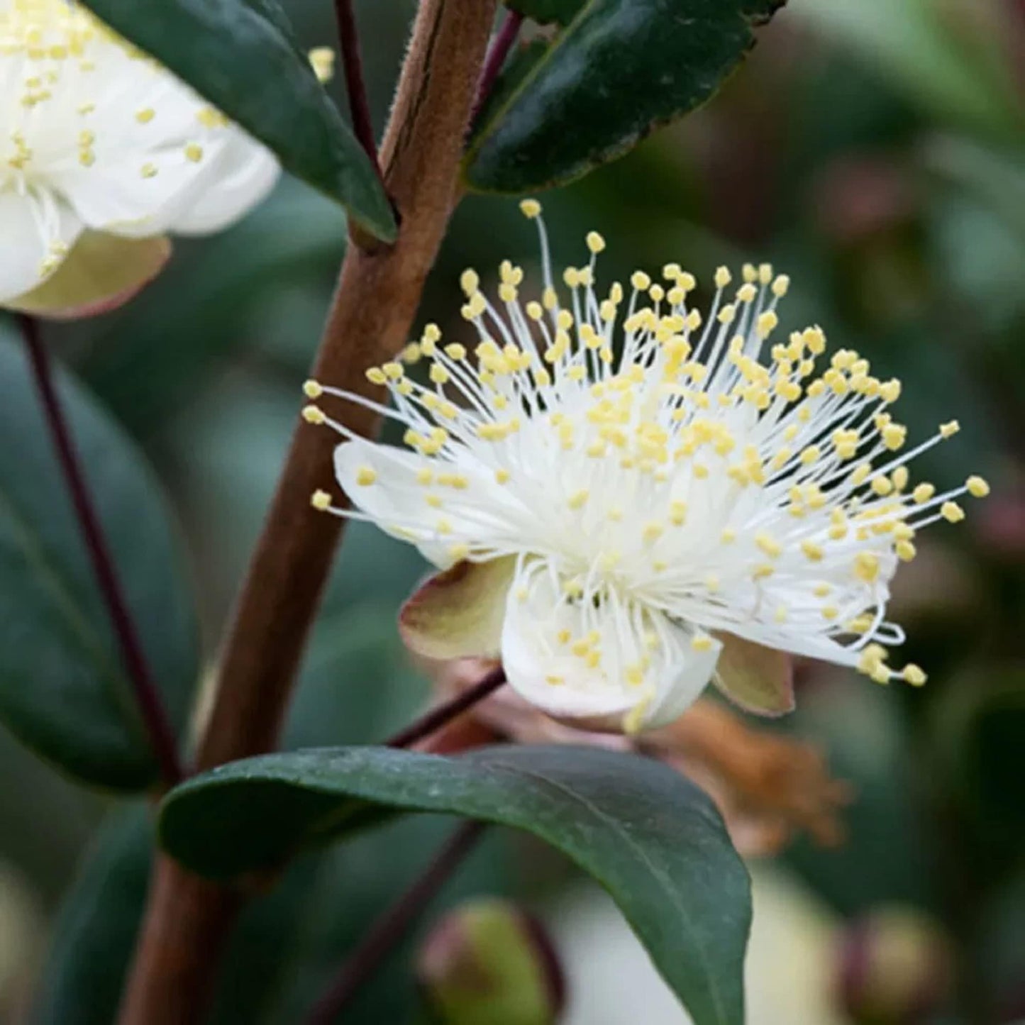 Myrtus Communis Standard - View 9 from www redcrocus com