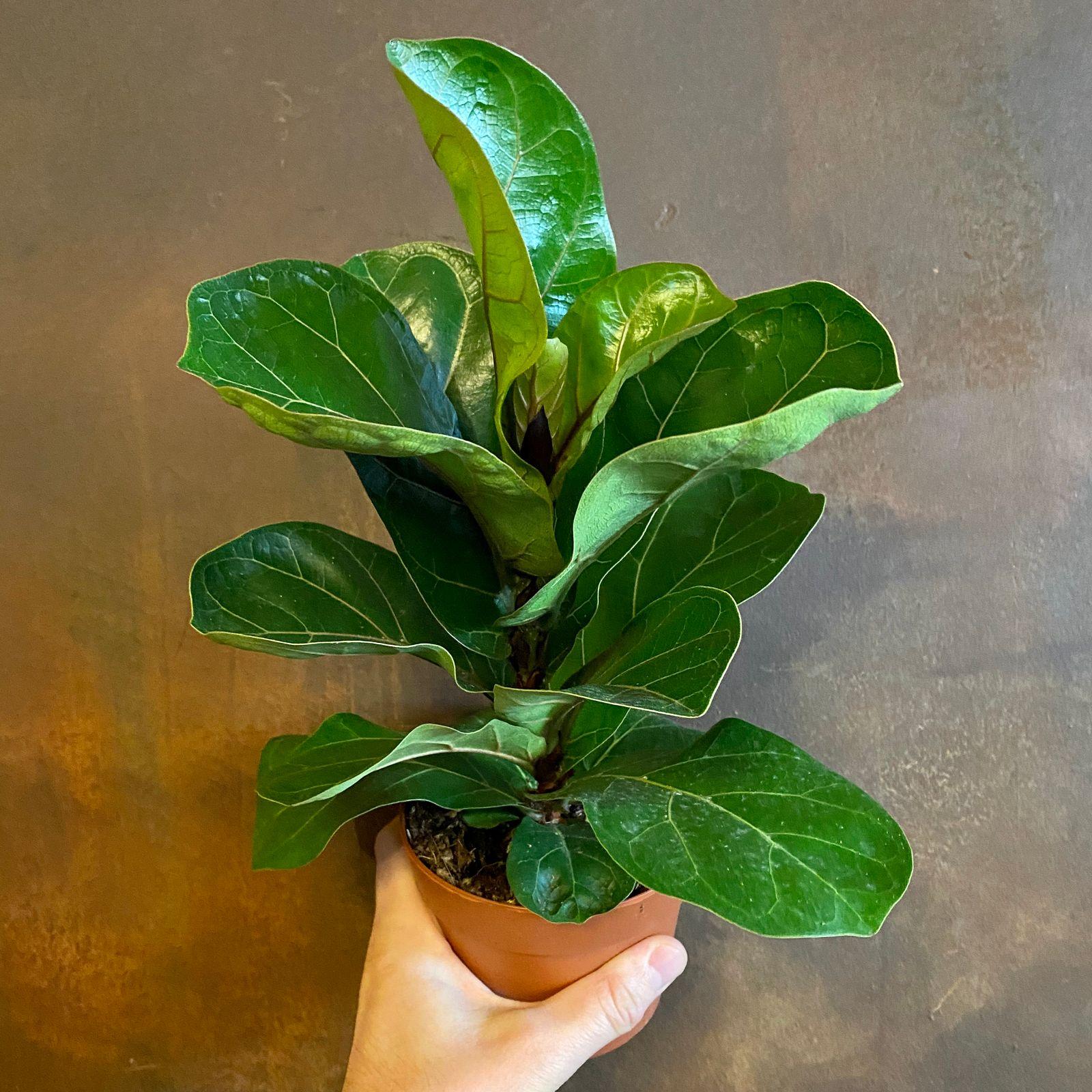 Ficus Lyrata Bush - View 10 from www redcrocus com