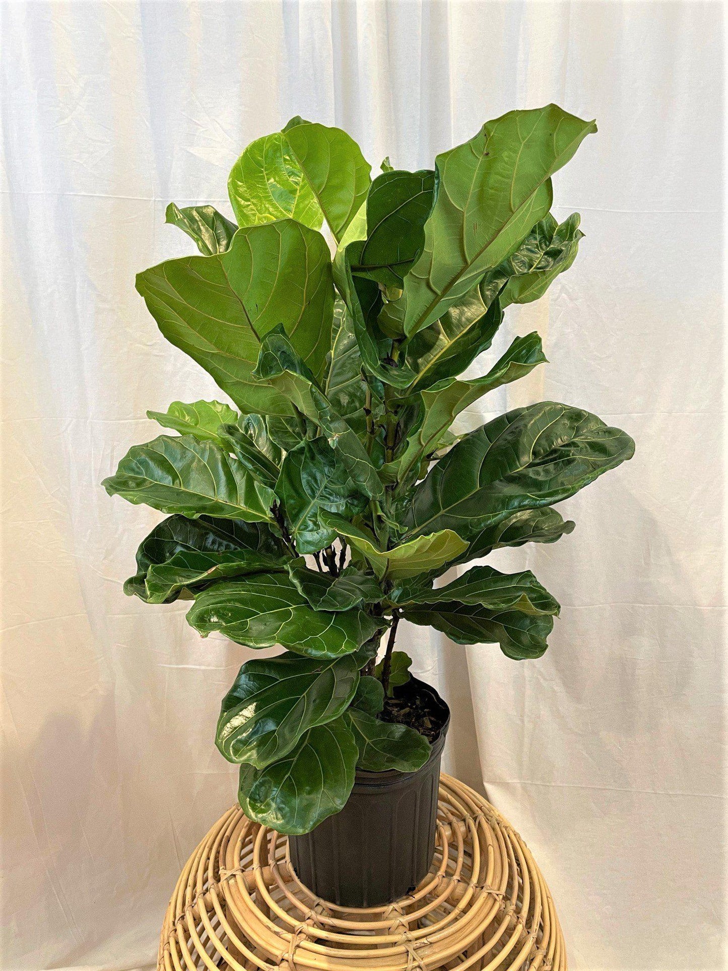 Ficus Lyrata Bush - View 2 from www redcrocus com