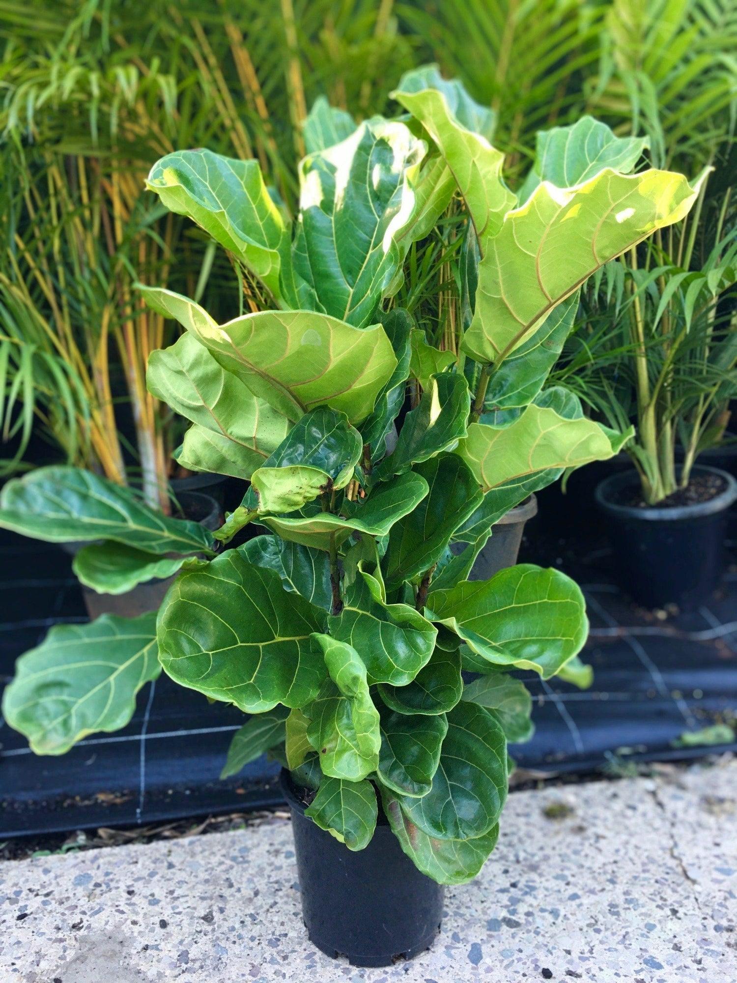 Ficus Lyrata Bush - View 4 from www redcrocus com