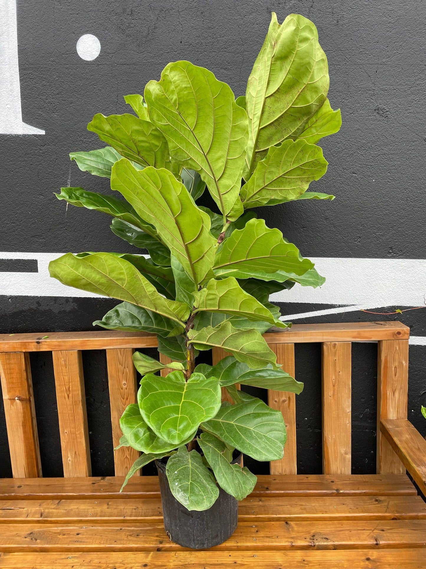 Ficus Lyrata Bush - View 9 from www redcrocus com