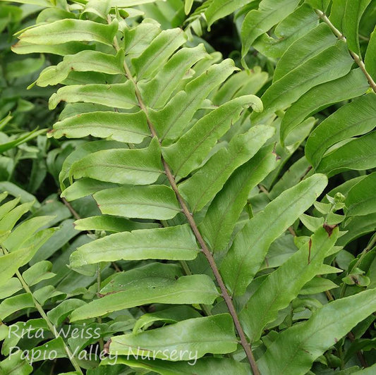 Fern Nephrolepis Biserrata (macho Fern) - View 10 from www redcrocus com