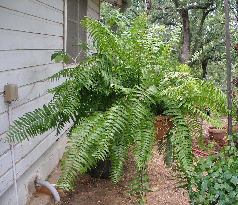 Fern Nephrolepis Biserrata (macho Fern) - View 11 from www redcrocus com