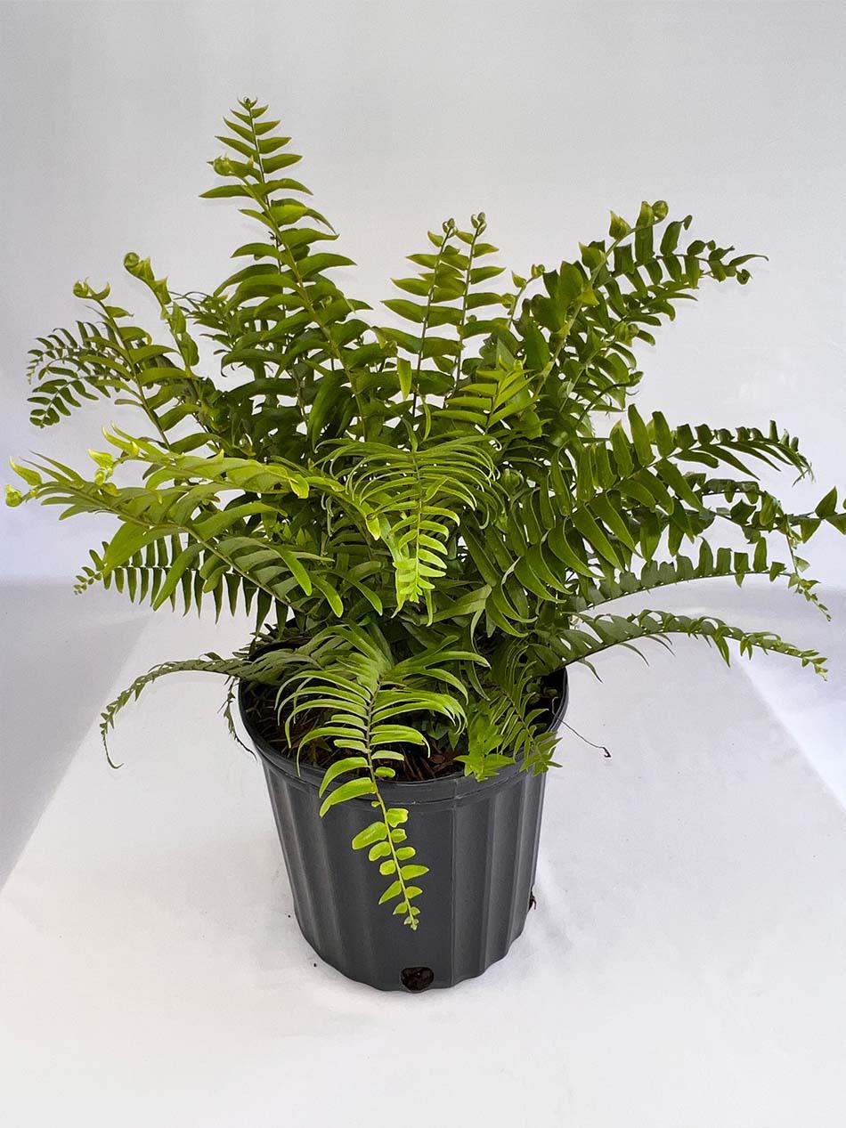 Fern Nephrolepis Biserrata (macho Fern) - View 12 from www redcrocus com