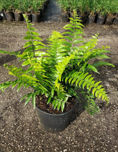 Fern Nephrolepis Biserrata (macho Fern) - View 14 from www redcrocus com