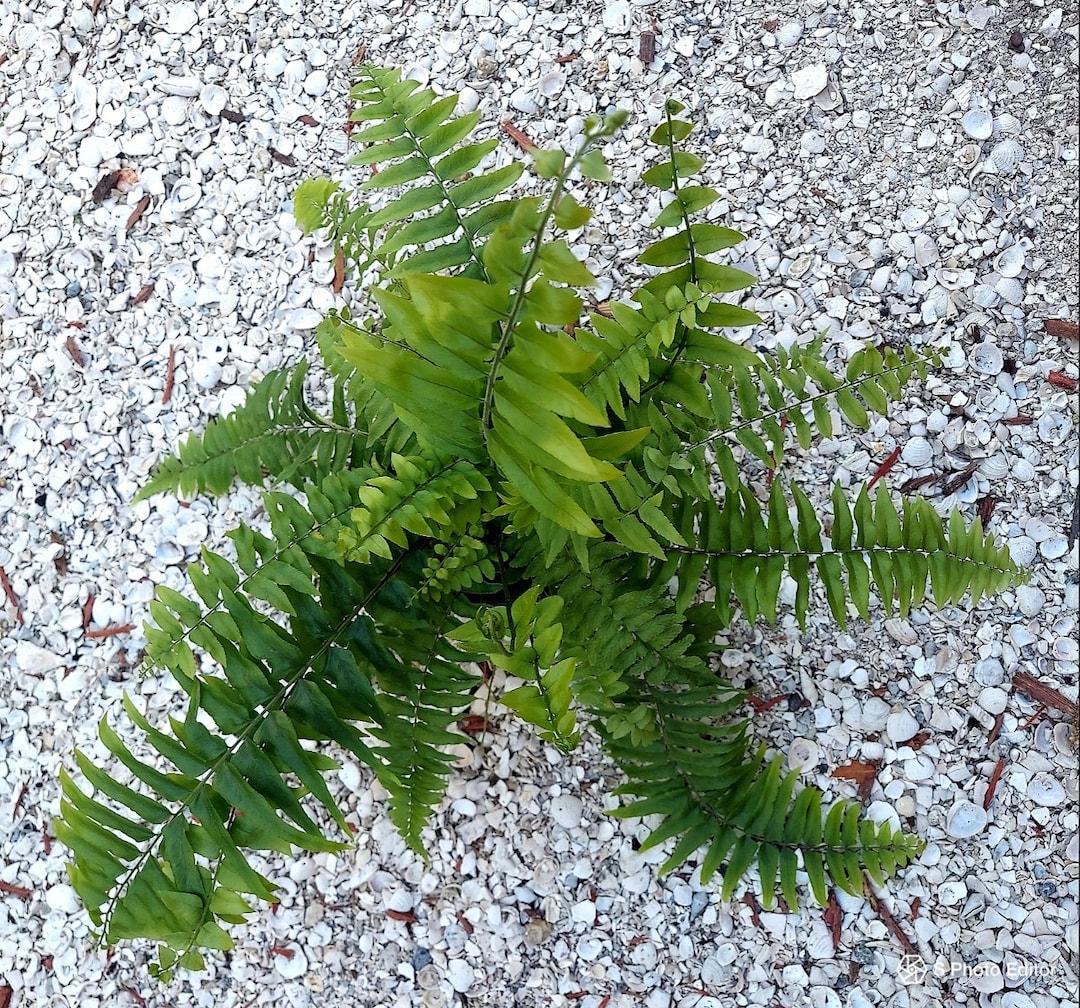 Fern Nephrolepis Biserrata (macho Fern) - View 14 from www redcrocus com