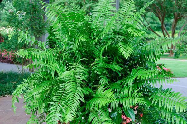 Fern Nephrolepis Biserrata (macho Fern) - View 15 from www redcrocus com