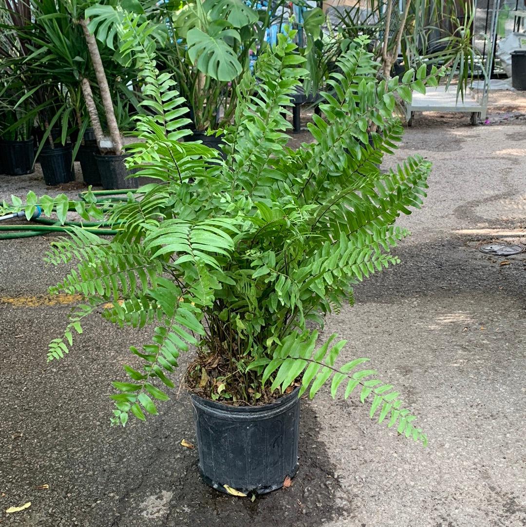 Fern Nephrolepis Biserrata (macho Fern) - View 17 from www redcrocus com